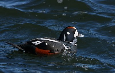 IMG_1722.jpg