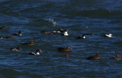 Common Eiders