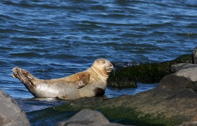 Young Harbor Seal