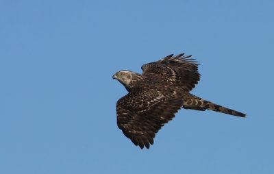 NORTHERN GOSHAWK!