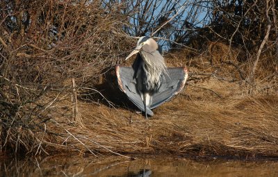 Great Blue Heron