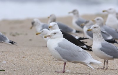 Adult Glaucous Gull