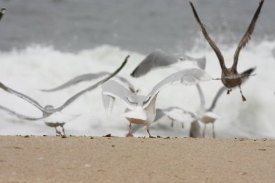 Damn dog/beach walkers!