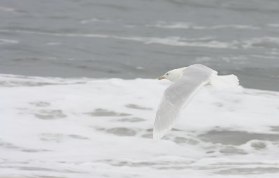 IMG_1937.jpg