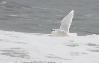 IMG_1938.jpg
