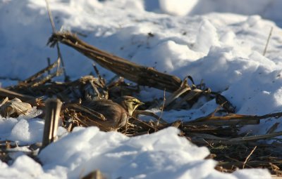 Horned Lark