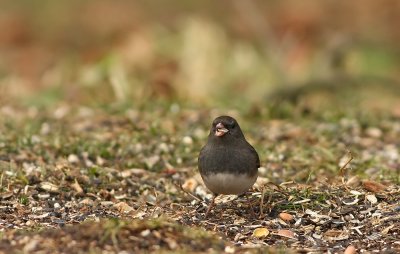 Dark-eyed Junco