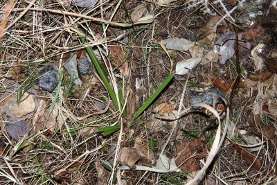 Owl pellets