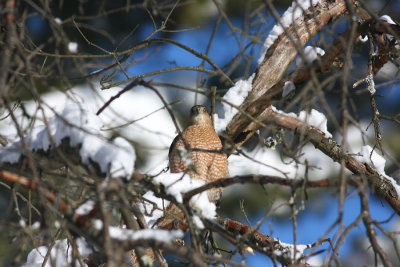 Adult Cooper's Hawk