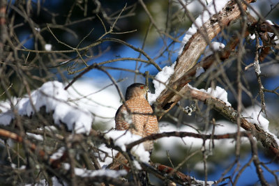 Adult Cooper's Hawk