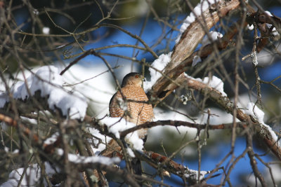 Adult Cooper's Hawk