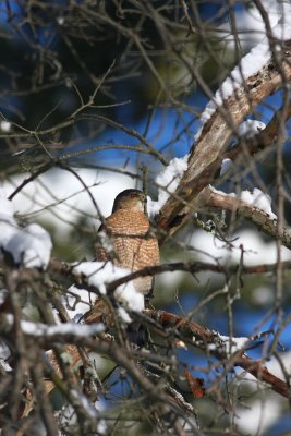 Adult Cooper's Hawk