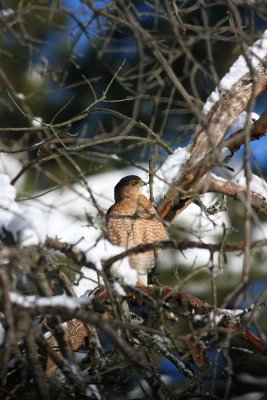 Adult Cooper's Hawk