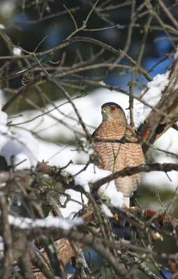 Adult Cooper's Hawk