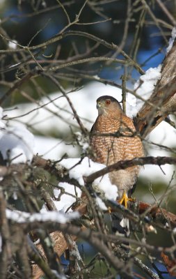 Adult Cooper's Hawk
