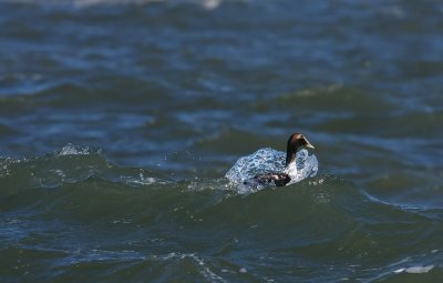 Common Eider riding the waves!