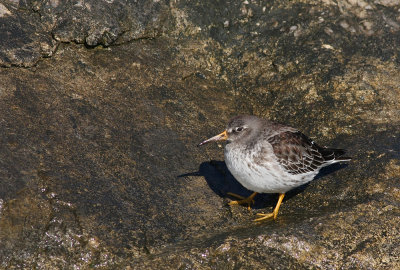 Purple Sandpiper