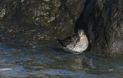 Purple Sandpiper