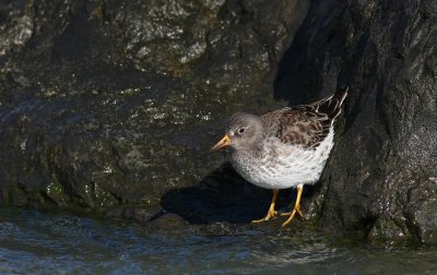 Purple Sandpiper