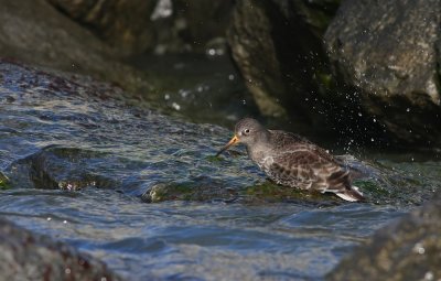 Purple Sandpiper