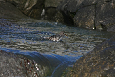 Purple Sandpiper