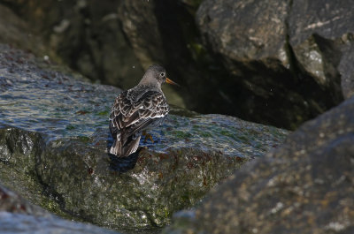 Purple Sandpiper