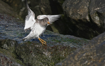 Purple Sandpiper