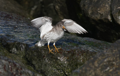Purple Sandpiper