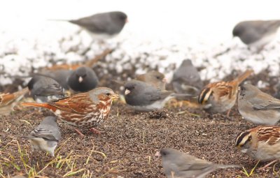 Fox Sparrow