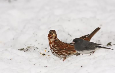 Fox Sparrow