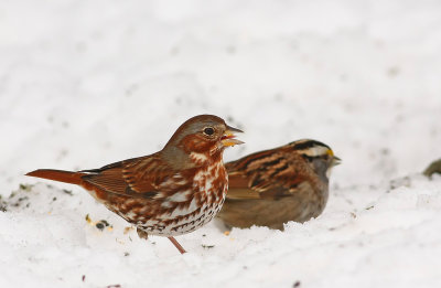 Fox Sparrow