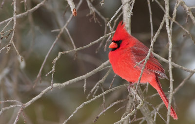 Northern Cardinal