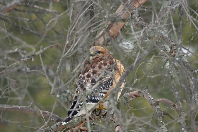 Red-shouldered Hawk!