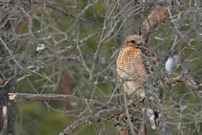 IMG_2253.jpg