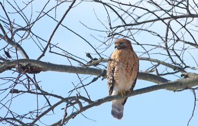 IMG_2273.jpg