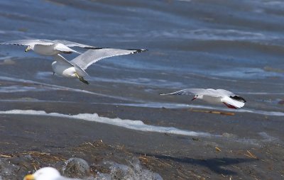 Black-headed Gull