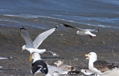 Black-headed Gull