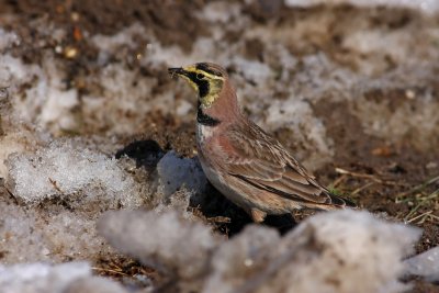 Horned Lark