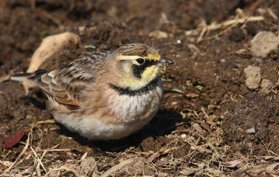Horned Lark