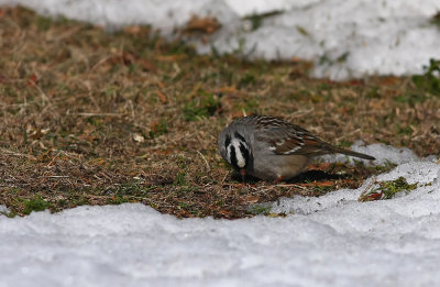 White-crowned Sparrow