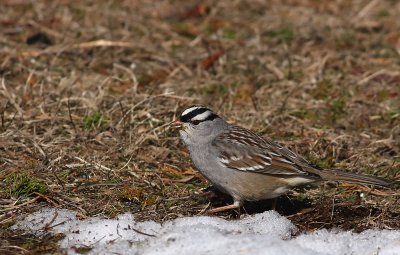 White-crowned Sparrow