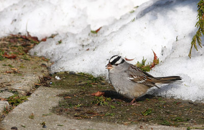 White-crowned Sparrow