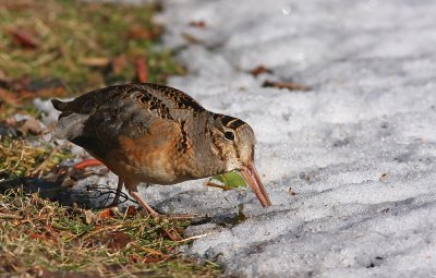 American Woodcock