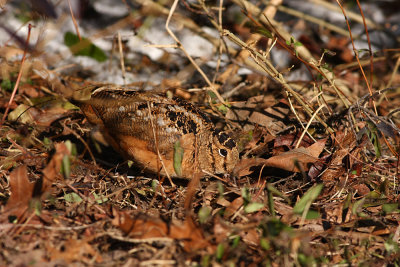 American Woodcock