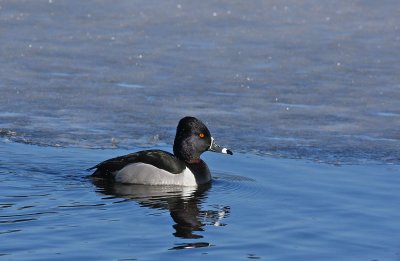Ring-necked Duck