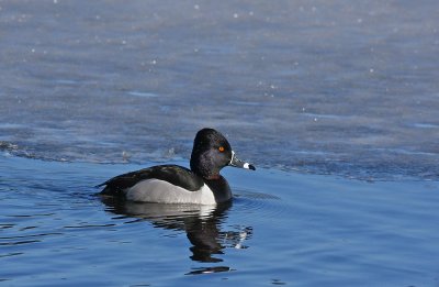 Ring-necked Duck