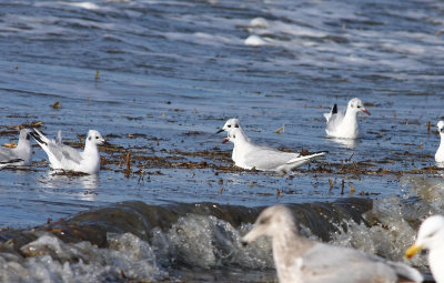Black-headed Gulls