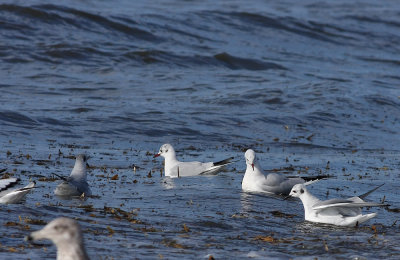 Black-headed Gulls