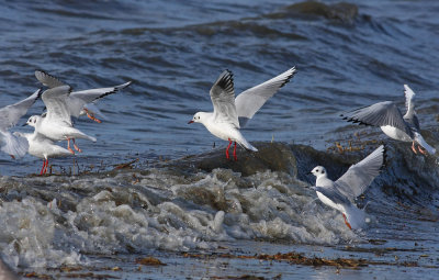 2 Black-headed Gulls