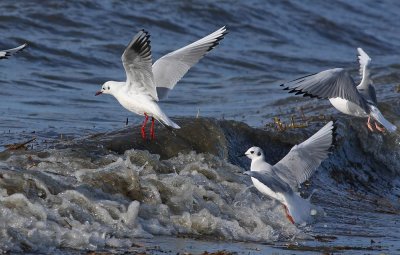 Black-headed Gull